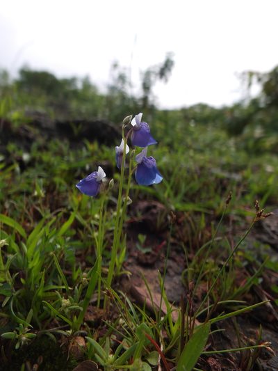 Utricularia albocaerulea, photographed by Siddarth Machado