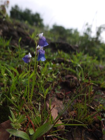 Utricularia albocaerulea, photographed by Siddarth Machado