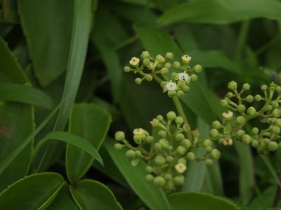Causonis trifolia, photographed by Siddarth Machado