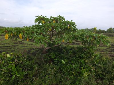 Falconeria insignis, photographed by Siddarth Machado