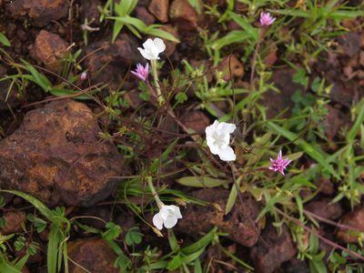 Rhamphicarpa fistulosa, photographed by Siddarth Machado