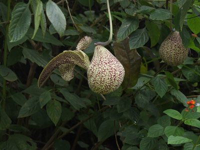 Aristolochia labiata, photographed by Siddarth Machado