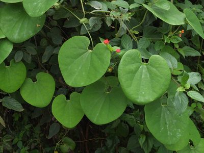 Aristolochia labiata, photographed by Siddarth Machado