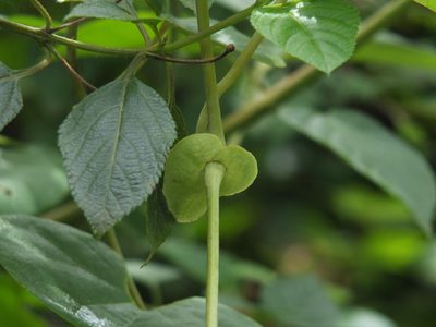 Aristolochia labiata, photographed by Siddarth Machado