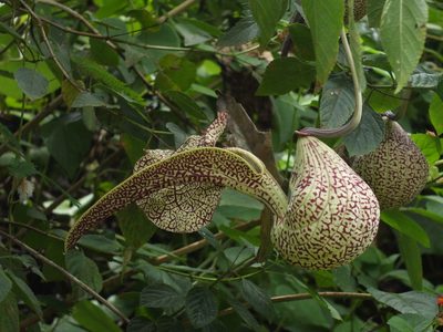 Aristolochia labiata, photographed by Siddarth Machado