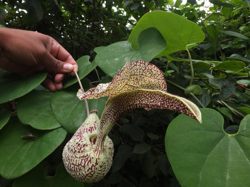 Aristolochia labiata, photographed by Siddarth Machado