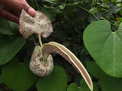 Aristolochia labiata, photographed by Siddarth Machado