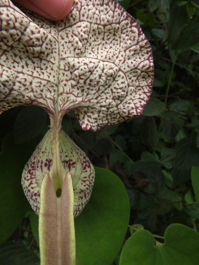 Aristolochia labiata, photographed by Siddarth Machado
