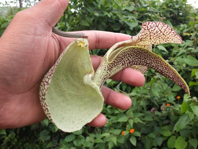 Aristolochia labiata, photographed by Siddarth Machado