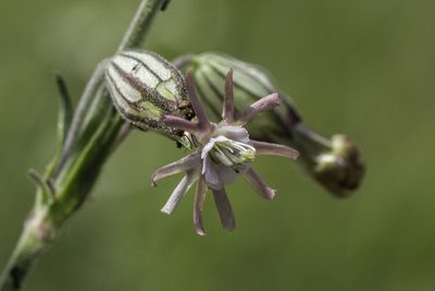 Silene scouleri