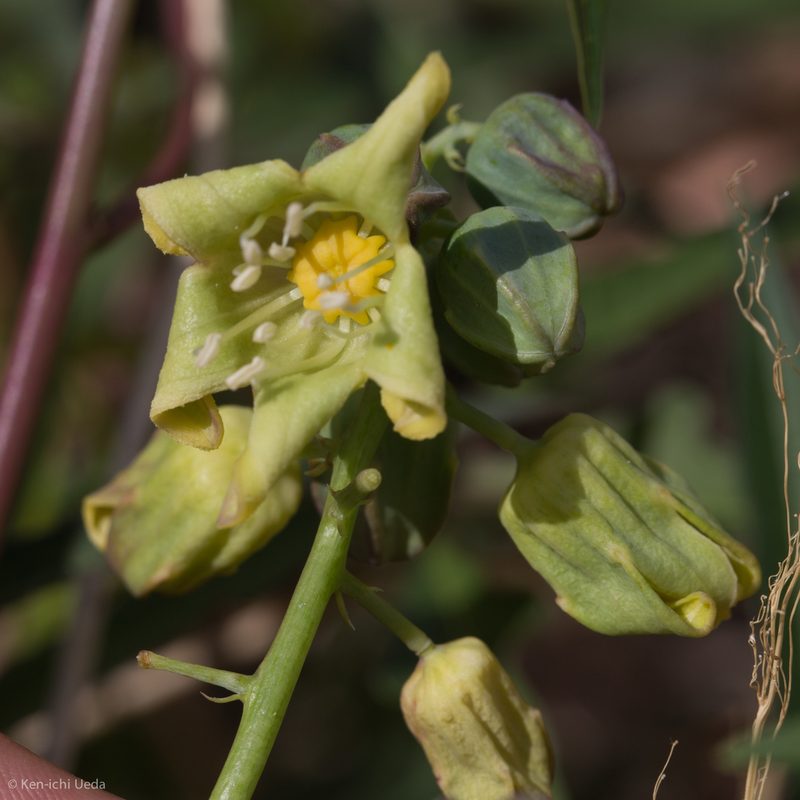 Manihot angustiloba, photographed by Ken-ichi Ueda
