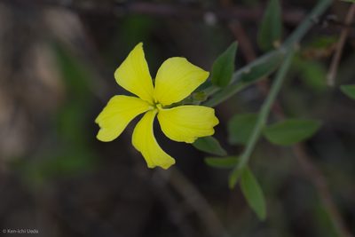 Haplophyton crooksii, photographed by Ken-ichi Ueda