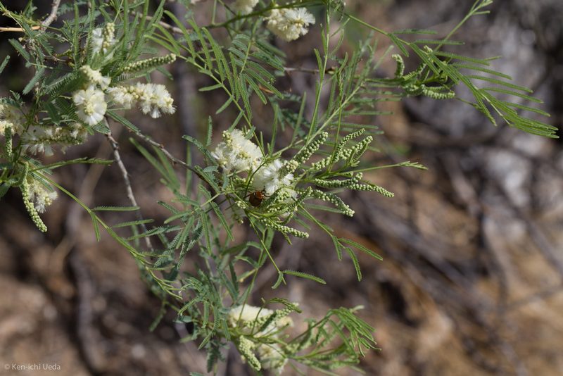 Mariosousa millefolia, photographed by Ken-ichi Ueda