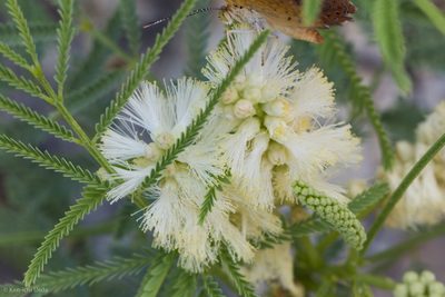Mariosousa millefolia, photographed by Ken-ichi Ueda