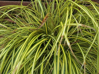Carex morrowii, photographed by Peter de Lange