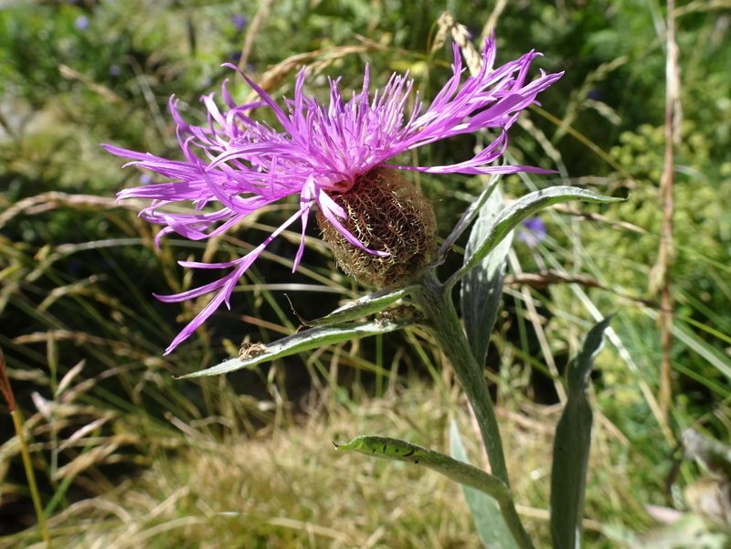 Centaurea uniflora, photographed by Thomas Koffel