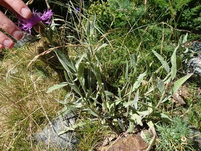 Centaurea uniflora, photographed by Thomas Koffel
