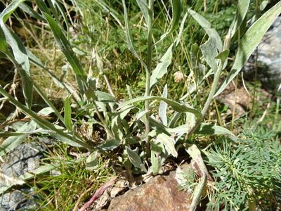 Centaurea uniflora, photographed by Thomas Koffel