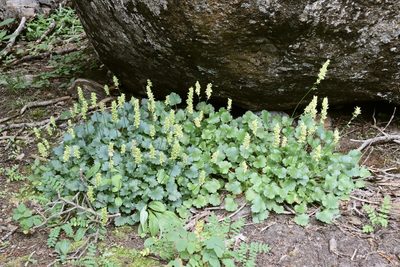 Heuchera bracteata, photographed by Fluff Berger