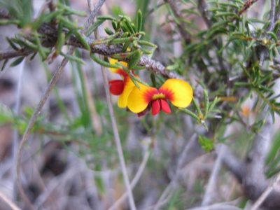 Dillwynia phylicoides, photographed by Andrew Thornhill
