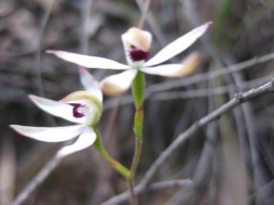 Caladenia cucullata, photographed by Andrew Thornhill