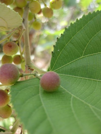 Grewia asiatica, photographed by Andrew Thornhill
