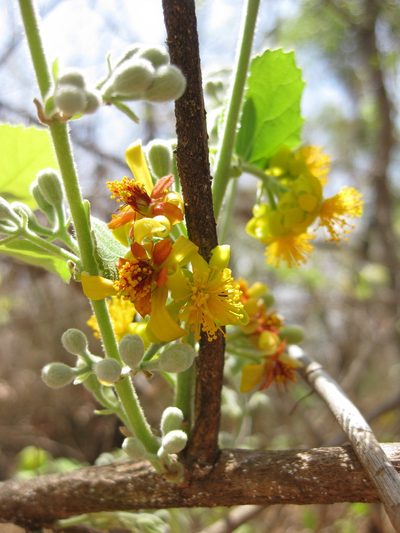 Grewia asiatica, photographed by Andrew Thornhill