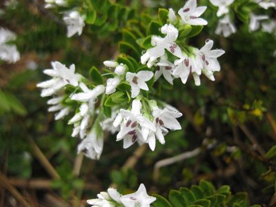 Veronica canterburiensis, photographed by Andrew Thornhill