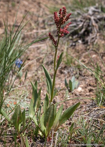 Rumex paucifolius, photographed by Tim Messick