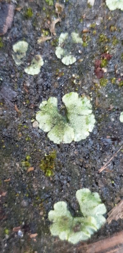 Riccia crystallina, photographed by Andrew Thornhill