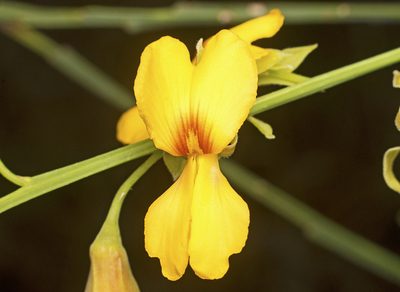 Jacksonia sternbergiana, photographed by Tony Eales