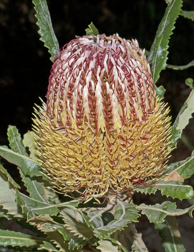 Banksia menziesii, photographed by Tony Eales