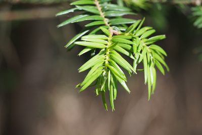 Abies firma, photographed by harum.koh