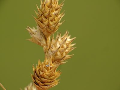 Carex brevior, photographed by Reuven Martin