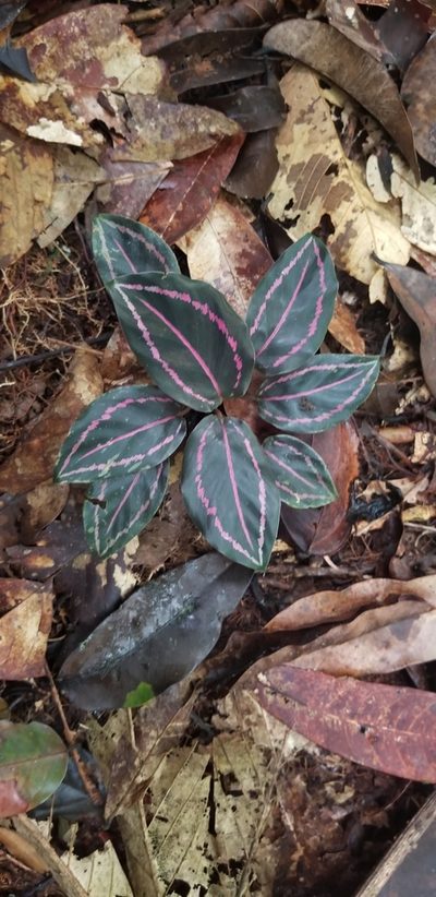 Goeppertia roseopicta, photographed by Monica Ventrice