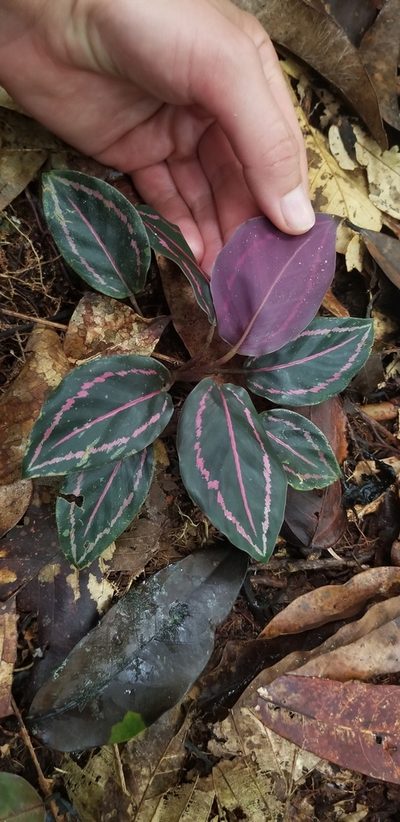 Goeppertia roseopicta, photographed by Monica Ventrice