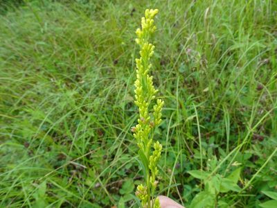 Solidago uliginosa, photographed by Reuven Martin