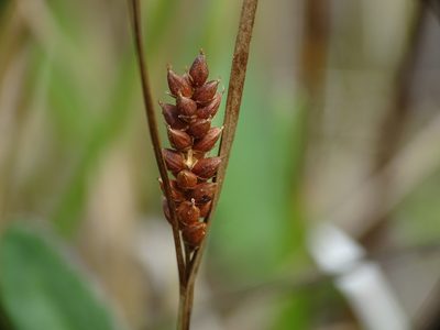 Carex crawei, photographed by Reuven Martin