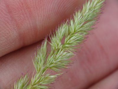 Muhlenbergia glomerata, photographed by Reuven Martin