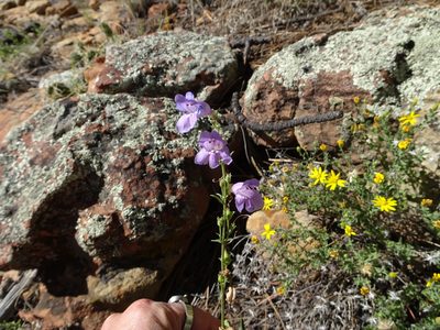Penstemon virgatus, photographed by Teresa Jegelewicz Mayfield-Meyer