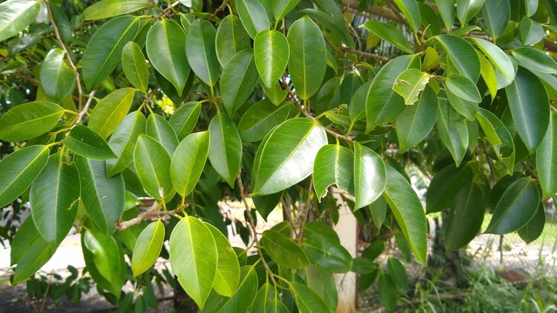 Ficus prolixa, photographed by Dana Lee Ling