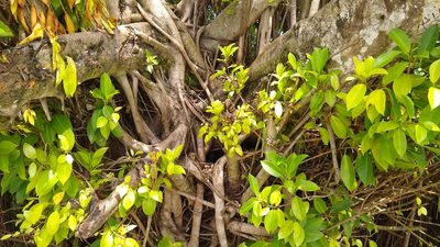 Ficus prolixa, photographed by Dana Lee Ling