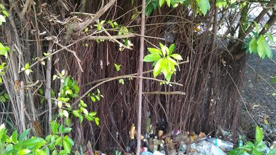 Ficus prolixa, photographed by Dana Lee Ling