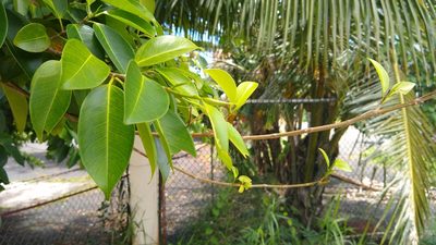 Ficus prolixa, photographed by Dana Lee Ling