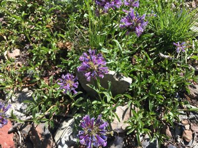 Penstemon heterodoxus, photographed by Brendan Black
