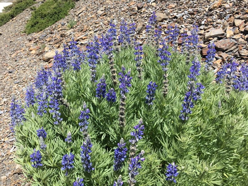 Lupinus covillei, photographed by Brendan Black