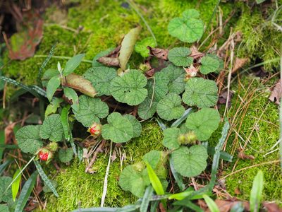 Rubus pectinellus, photographed by 葉子