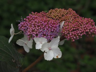 Hydrangea aspera, photographed by 葉子