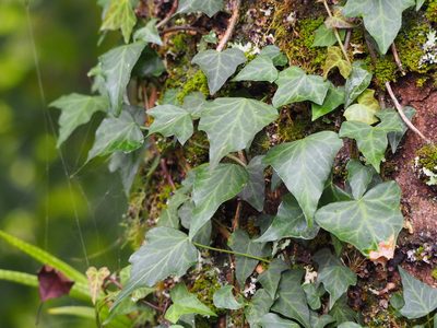 Hedera rhombea, photographed by 葉子