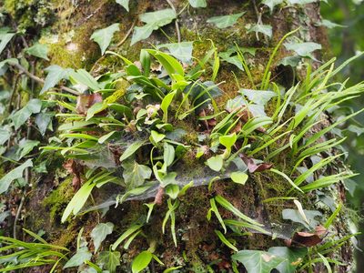 Bulbophyllum pectinatum, photographed by 葉子